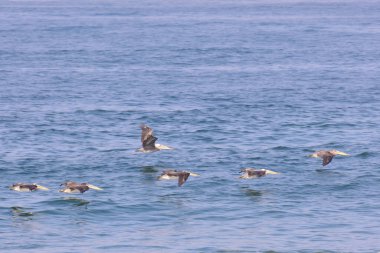 Peru Pelikanı (Pelecanus thagus), deniz üzerinde uçan bir grup pelikan..