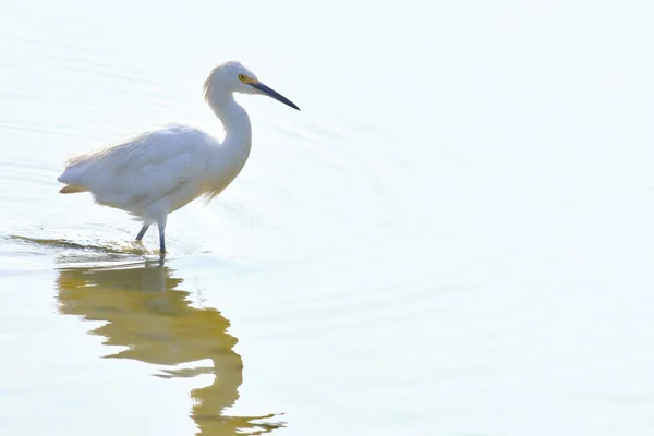 Aigrette Des Neiges Egretta Thula Héron Adulte Perché Sur Eau — Photo