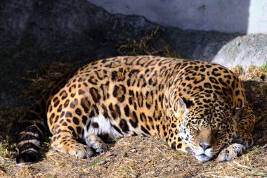 Genellikle otorongo olarak adlandırılan bu kedinin güzel olan Otorongo (Panthera Onca).