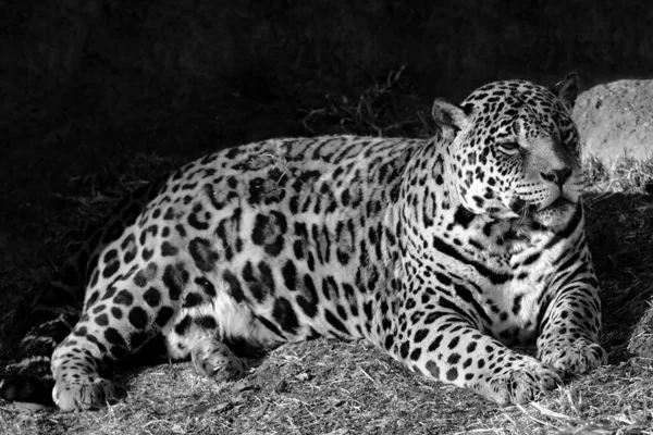 Otorongo Panthera Onca Beautiful Feline Commonly Called Otorongo — Photo