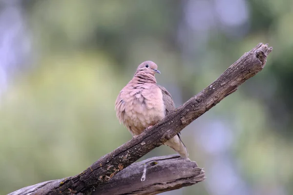 Tourterelle Oreilles Zenaida Auriculata Beau Spécimen Pigeon Perché Sur Certaines — Photo