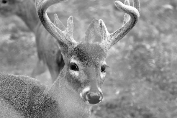 White Tailed Deer Hippocamelus Antisensis Beautiful Portrait Male Specimen — 스톡 사진