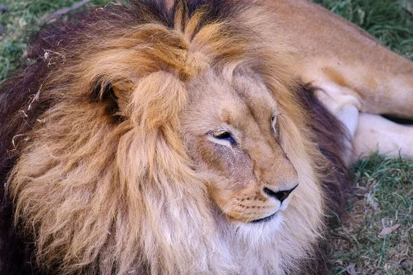 African Lion Panthera Leo Beautiful Portrait King Jungle Mighty African — Photo