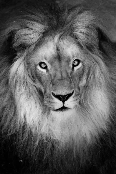 African Lion Panthera Leo Beautiful Portrait King Jungle Mighty African — Stock fotografie