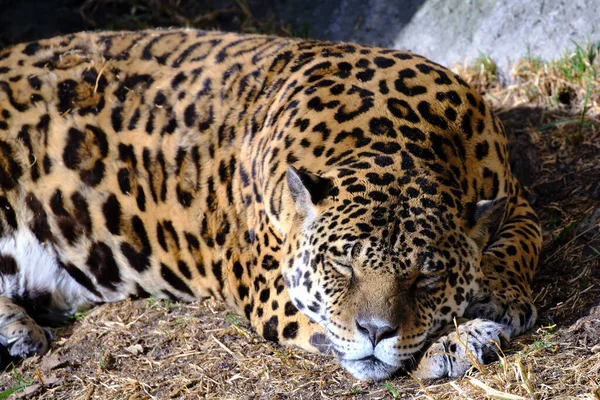 Otorongo Panthera Onca Beautiful Feline Commonly Called Otorongo — Photo