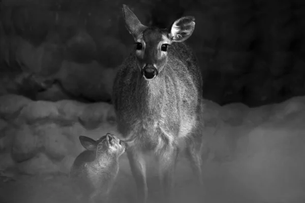 White Tailed Deer Hippocamelus Antisensis Beautiful Portrait Female Her Little — Fotografia de Stock