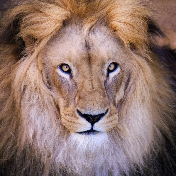 African Lion Panthera Leo Beautiful Portrait King Jungle Mighty African — Photo