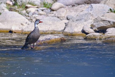 Torrent Duck (Merganetta armata), beautiful and unusual solitary adult male of a duck perched on a rock in the river.