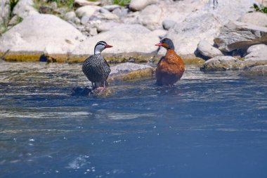 Torrent Duck (Merganetta armata), beautiful and unusual pair of ducks perched on a rock in the river.