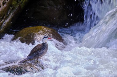 Torrent Duck (Merganetta armata), beautiful and unusual solitary adult male of a duck perched on a rock in the river.