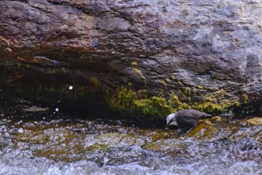 White-capped Dipper (Cinclus leucocephalus), small blackbird perched on the rock on the banks of the river looking for food.