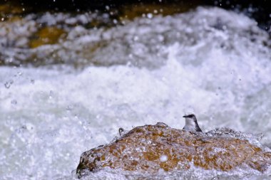 White-capped Dipper (Cinclus leucocephalus), small blackbird perched on the rock on the banks of the river looking for food.