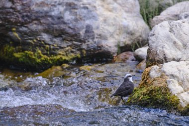 White-capped Dipper (Cinclus leucocephalus), small blackbird perched on the rock on the banks of the river looking for food.