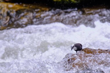 White-capped Dipper (Cinclus leucocephalus), small blackbird perched on the rock on the banks of the river looking for food.