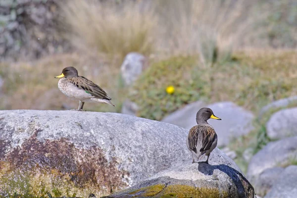 Yellow Billed Teal Anas Flavirostris Beautiful Pair Ducks Perched Attentively — Zdjęcie stockowe