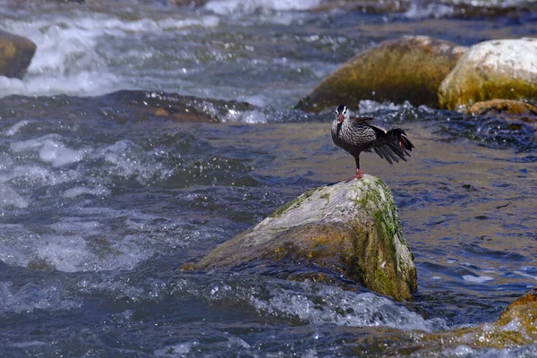 Torrent Duck Merganetta Armata Beautiful Unusual Solitary Adult Male Duck — Stock Fotó