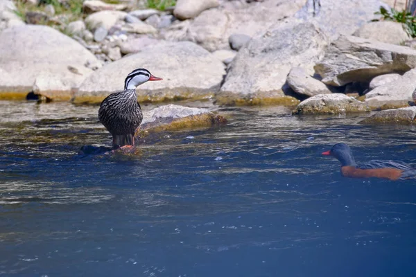 Torrent Duck (Merganetta armata), beautiful and unusual pair of ducks perched on a rock in the river.