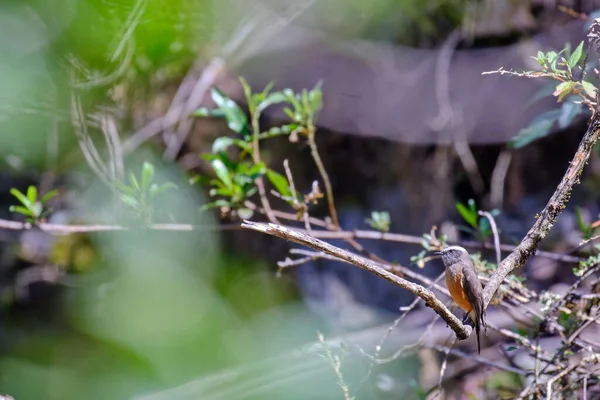 d-Orbigny-s Chat-Tyrant (Ochthoeca oenanthoides), perched still on branches among bushes during the morning.
