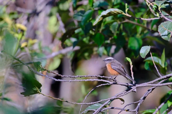 d-Orbigny-s Chat-Tyrant (Ochthoeca oenanthoides), perched still on branches among bushes during the morning.