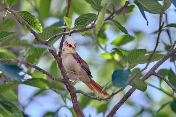 Creamy-crested Spinetail (Cranioleuca albicapilla), small and restless bird jumping between the branches of the bushes during the morning.