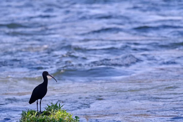 Puna Ibis Plegadis Ridgwayi Shadowed Silhouette Beautiful Ibis Perched Bushy — Photo