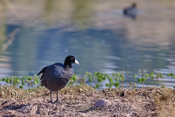 Andean Coot Fulica Ardesiaca Красивий Дорослий Екземпляр Йде Березі Лагуни — стокове фото