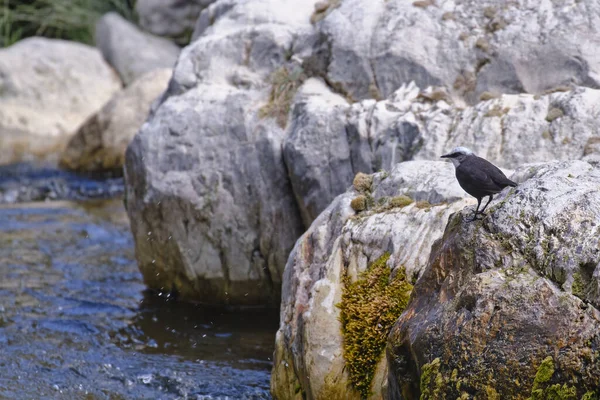 White Capped Dipper Cinclus Leucocephalus Small Blackbird Perched Rock Banks — Stock Photo, Image