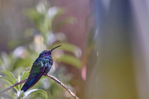 Sparkling Violetear (Colibri coruscans), cute adult hummingbird perched on a branch amidst bushes on a sunny day.