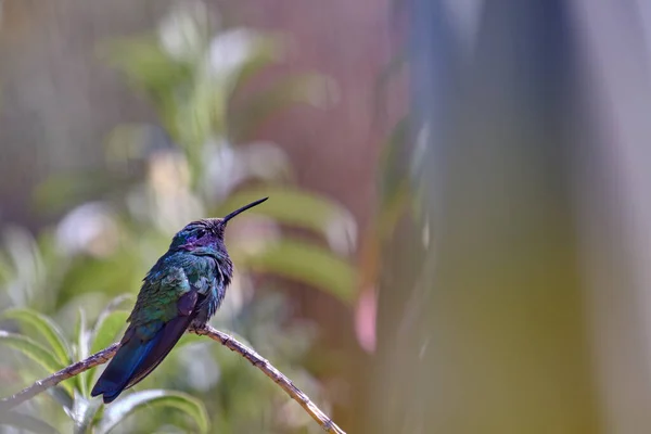 Sparkling Violetear Colibri Coruscans Cute Adult Hummingbird Perched Branch Amidst — Stock fotografie