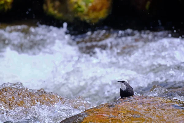 White-capped Dipper (Cinclus leucocephalus), small blackbird perched on the rock on the banks of the river looking for food.