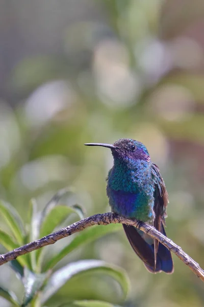 Sparkling Violetear Colibri Coruscans Cute Adult Hummingbird Perched Branch Amidst — 스톡 사진
