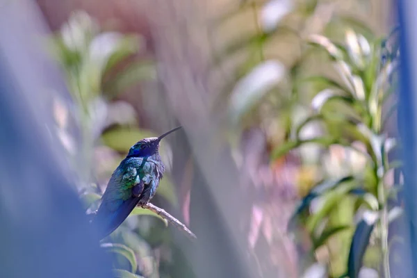 Sparkling Violetear (Colibri coruscans), cute adult hummingbird perched on a branch amidst bushes on a sunny day.