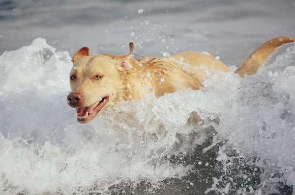 Labrador retriever —  Fotos de Stock