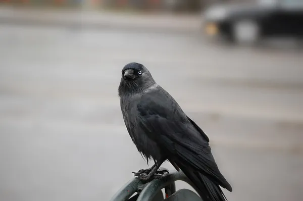 Švédská crow — Stock fotografie
