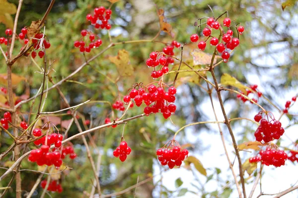 Ribes rosso — Foto Stock