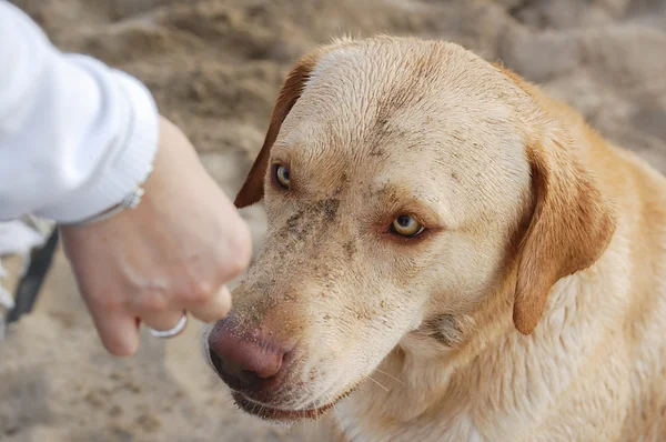 Labrador retriever Fotos De Stock Sin Royalties Gratis