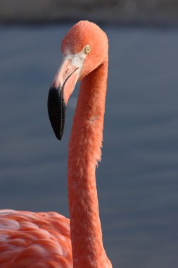 Flamingo.