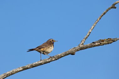 bluethroat
