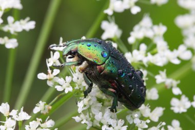 bir dal üzerinde oturan böcek