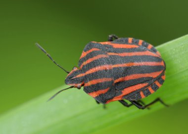 Tahtakurusu