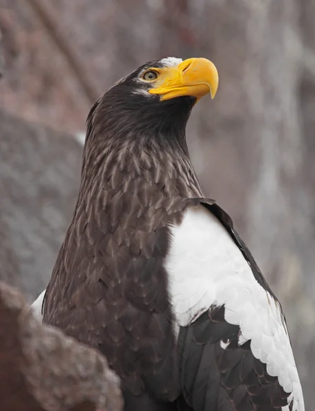 Águila del mar de Steller . — Foto de Stock