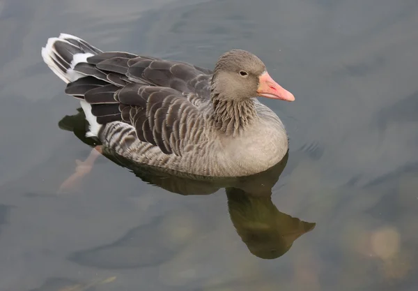 Greylag Kaz. — Stok fotoğraf