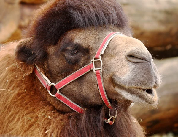 Camel. — Stock Photo, Image