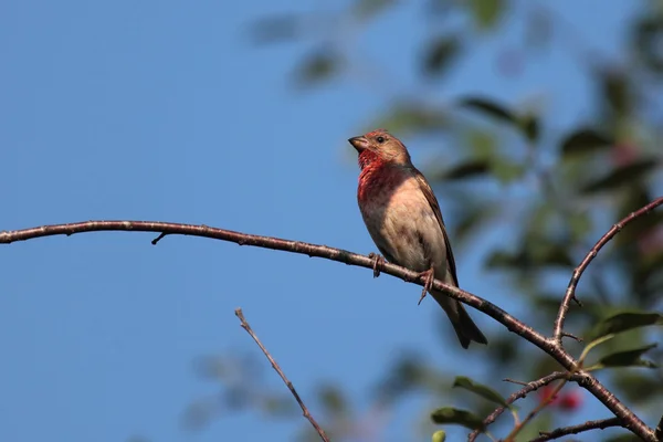 Obyčejný rosefinch. — Stock fotografie