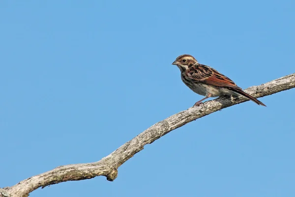 Den gemensamma reed bunting — Stockfoto