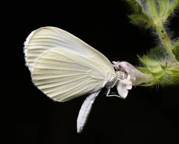 Fjäril och en blomma. — Stockfoto