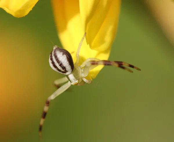 Araña se sienta en una flor . —  Fotos de Stock