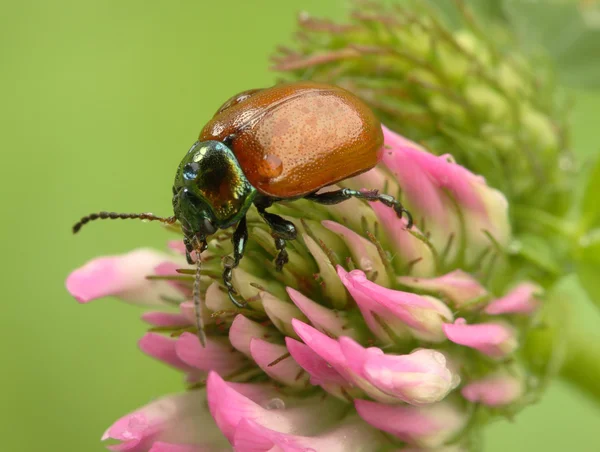 Insecto. —  Fotos de Stock