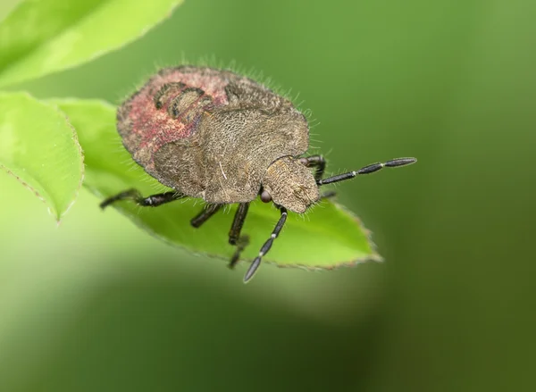 La cimice si siede su una foglia . — Foto Stock