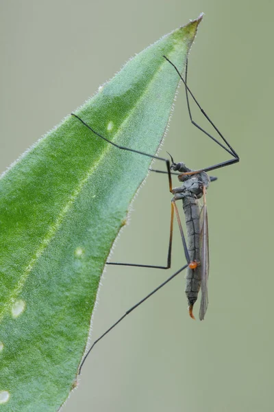 Mosquito. — Fotografia de Stock